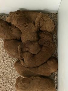 Dark Red Bichon Poodle Puppies for Sale